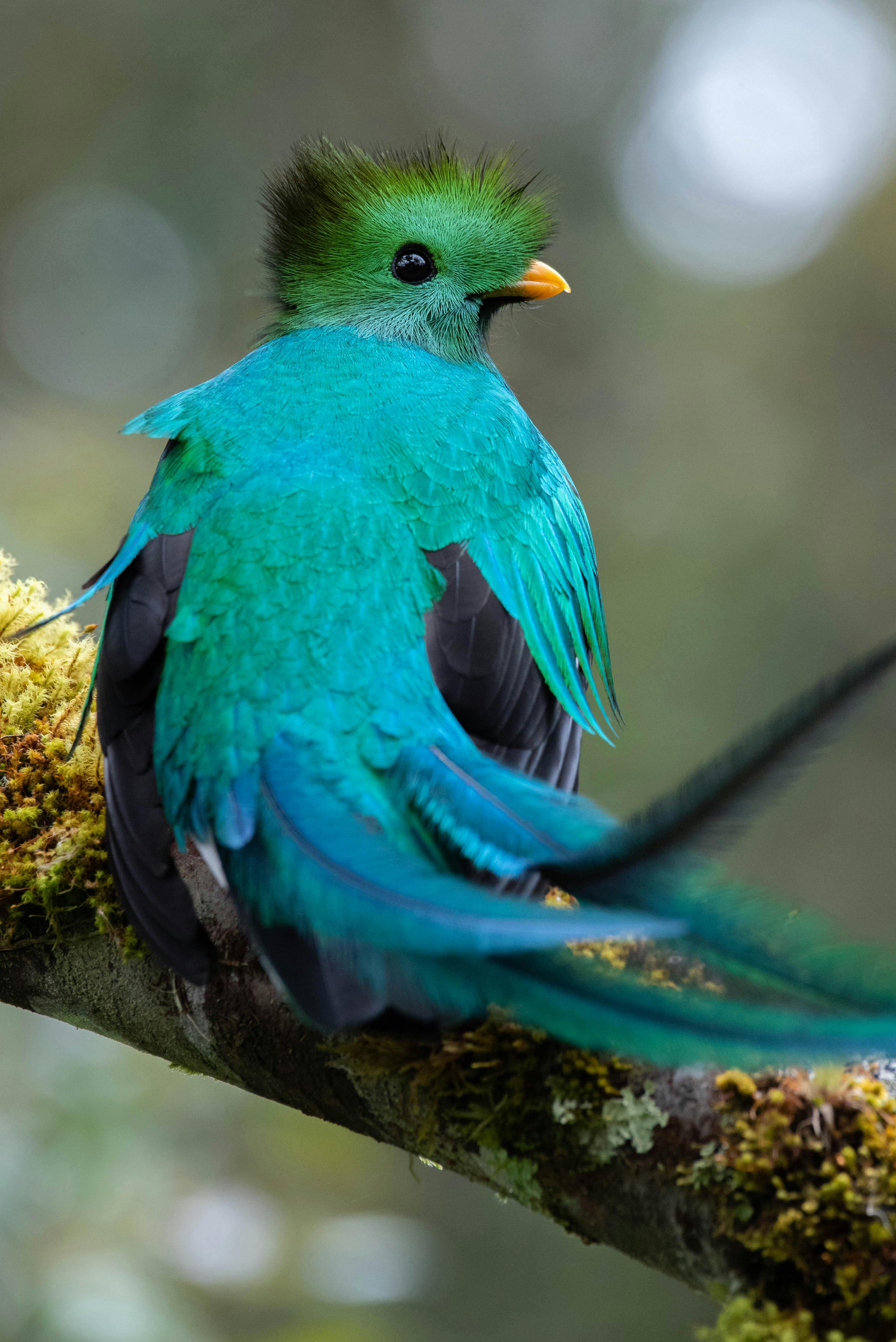 Quetzal resplandeciente posado en una rama musgosa del bosque